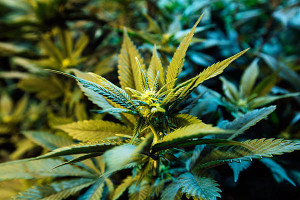 alternative treatment cancer